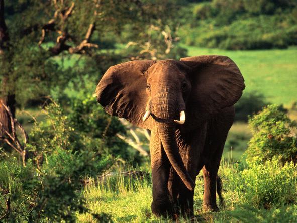 Sand River Selous - Elephants 